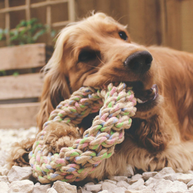 Argola de Corda de Cânhamo para Cães Beco