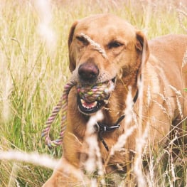 Bola de Corda de Cânhamo com Pega para Cães Beco