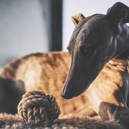 Bola de Corda de Cânhamo para Cães Beco