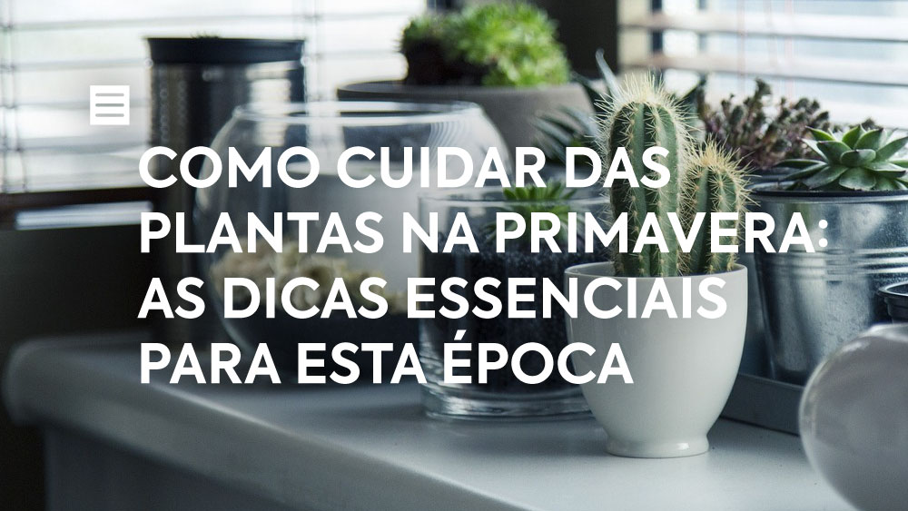 Como cuidar de plantas na primavera: as dicas essenciais para esta época