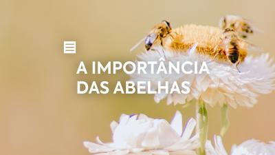 A importância das abelhas