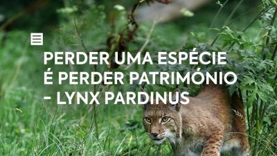 Perder uma espécie é perder Património - Lynx Pardinus